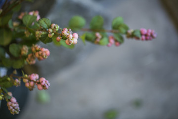 pink and green