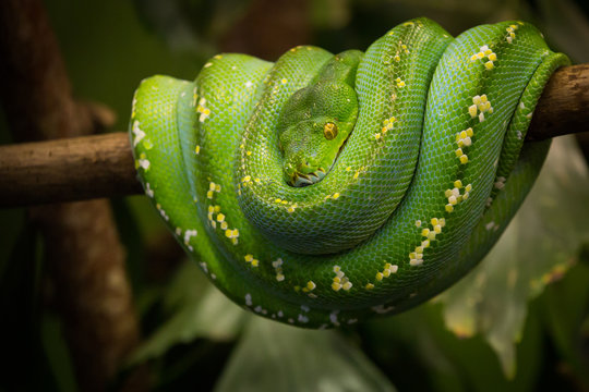 Green tree python