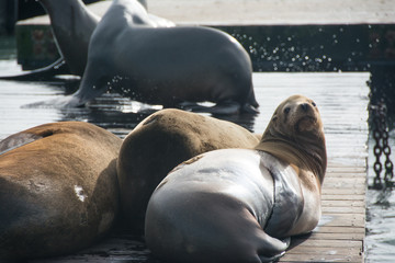 Fototapeta premium Group of sea lion on the pier