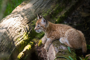 li'l lynx