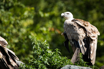 Vulture