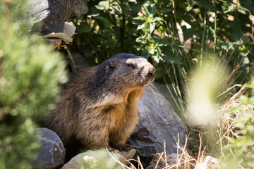 Marmot