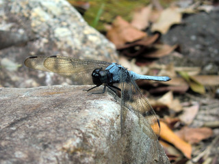 Vibrant blue dragonfly in Malaysian jungle