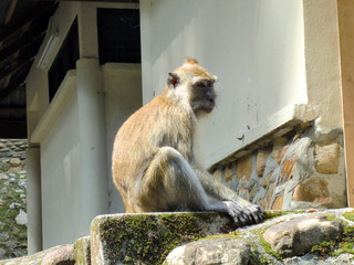 Monkey sitting in public park in Malaysia