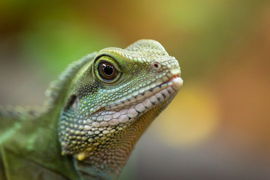 Head from a water dragon