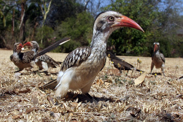 Red-billed hornbill (Tockus rufirostris) sitting on the ground