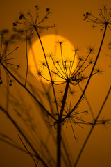 Hedge Parsley Torilis japonica at sunset Winter