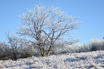 Baum auf Mittelgebirgsgipfel