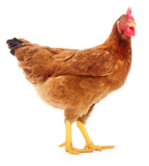 Rooster brown isolated.
