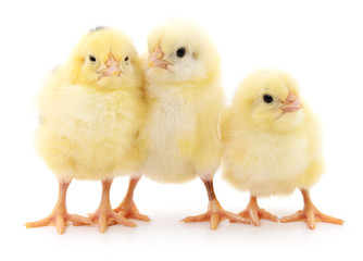 Three cute chicks.