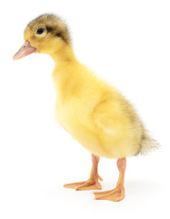 one yellow duckling