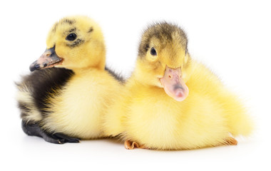 Two yellow ducklings.