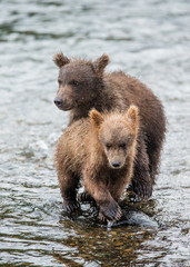 Two brown bear cub standing in a river next to each other. USA. Alaska. Katmai National Park. An excellent illustration.