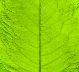 Green fresh leaf texture