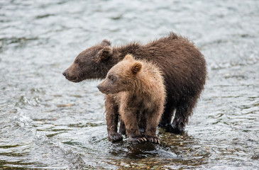 Obraz premium Two brown bear cub standing in a river next to each other. USA. Alaska. Katmai National Park. An excellent illustration.