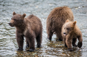 Two brown bears cub in the river. USA. Alaska. Katmai National Park. An excellent illustration.