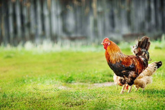 Rooster and chickens on the grass. Rustic  picture