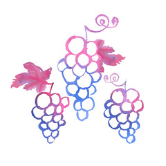 Bunch of pink grapes watercolor illustration. Isolated hand pain