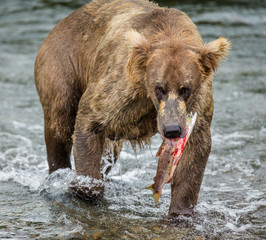 Brown bear with a salmon in his mouth. USA. Alaska. Katmai National Park. An excellent illustration.