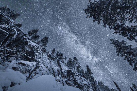 Low angle view of snow covered forest against starry sky