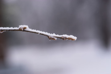 Naklejka premium Close up of tree branch with buds in winter