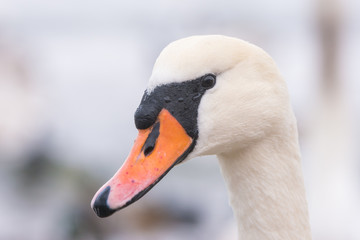 Fototapeta premium Close-up portrait of white mute swan head