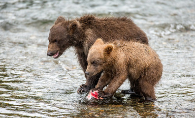 Two brown bears cub with a salmon in the river. USA. Alaska. Katmai National Park. An excellent illustration.