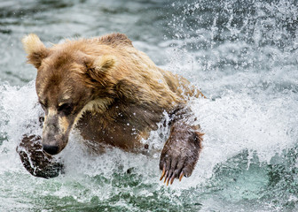 Brown bear catches a salmon in the river. USA. Alaska. Katmai National Park. An excellent illustration.