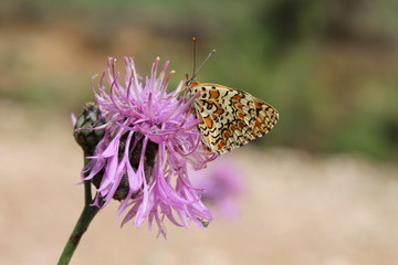 MARIPOSA IV © MONS GUERRERO