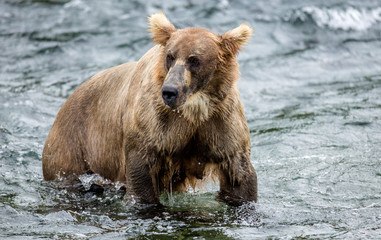 Obraz na płótnie Canvas Brown bear standing in the river. USA. Alaska. Katmai National Park. An excellent illustration.