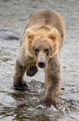 Obraz premium Brown bear walks along the river. USA. Alaska. Katmai National Park. An excellent illustration.