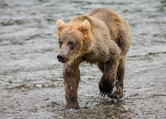 Plakat Brown bear walks along the river. USA. Alaska. Katmai National Park. An excellent illustration.