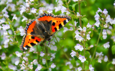 tiger butterfly on white  flowers