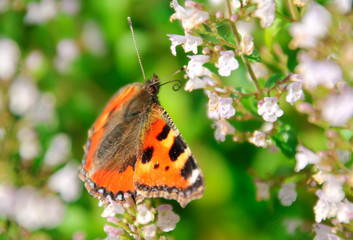 tiger butterfly on white  flowers