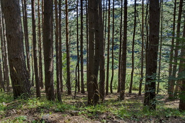 Obraz premium Autumn sunlit forest pine-trees with ecological path, Vitosha mountain, Bulgaria