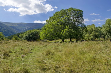Panorama of glade and  green  forest in Vitosha mountain, Bulgaria 