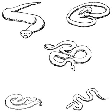 Snakes. A sketch by hand. Pencil drawing