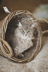 The cat peeking out of a wicker basket 6792.