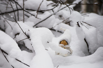 Snow fairy gnome in the forest