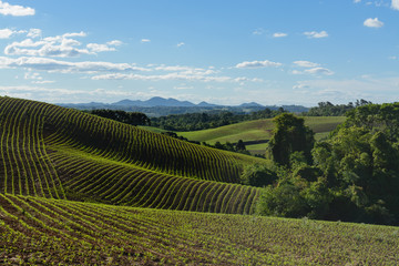 Fototapeta premium Campo Magro