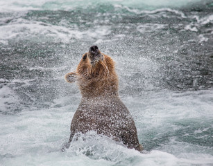 Fototapeta premium Brown bear shakes off water surrounded by splashes. USA. Alaska. Katmai National Park. An excellent illustration.