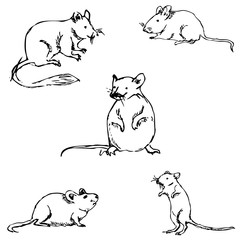 Mice. A sketch by hand. Pencil drawing