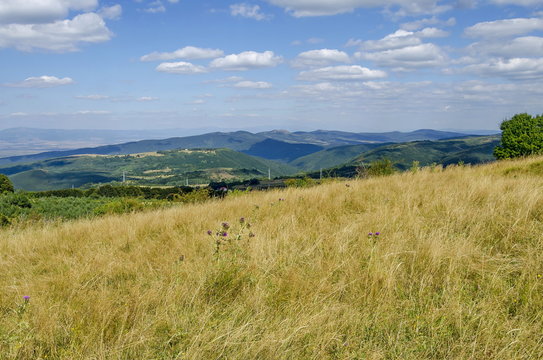 Panorama of glade and  green  forest in Vitosha mountain, Bulgaria 