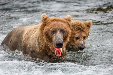 Fototapeta na wymiar Mother brown bear with cub eating salmon in the river. USA. Alaska. Katmai National Park. An excellent illustration.