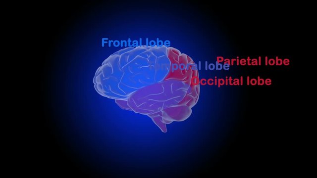 human brain The structure of the