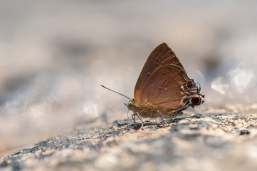 Fototapeta na wymiar Chocolate Royal (Remelana jangala ravata) butterfly feeding food on the ground in nature,Thailand