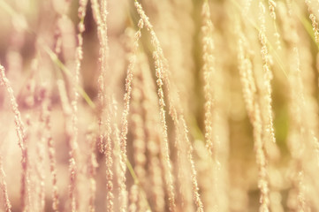 Beautiful grass swaying vintage color for background