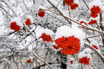 Bunches of Rowan, covered with snow