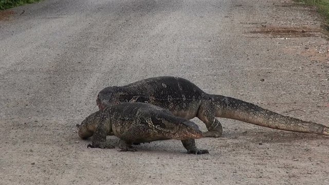 Two Asian Water Monitor lizards (Varanus salvator), are bloated due to the abundance of large fish to eat. They try to have a Territorial fight (or sex) but quickly give up and go their own ways.