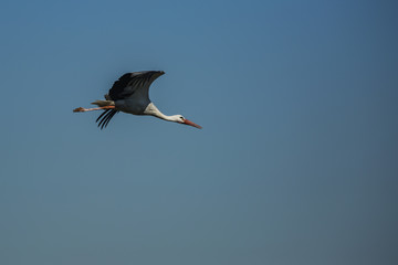 a stork flying in the sky